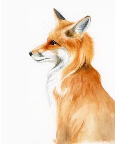 watercolor drawing of an orange fox looking to the right